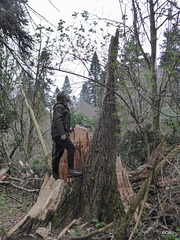 Even a giant is susceptible to gales