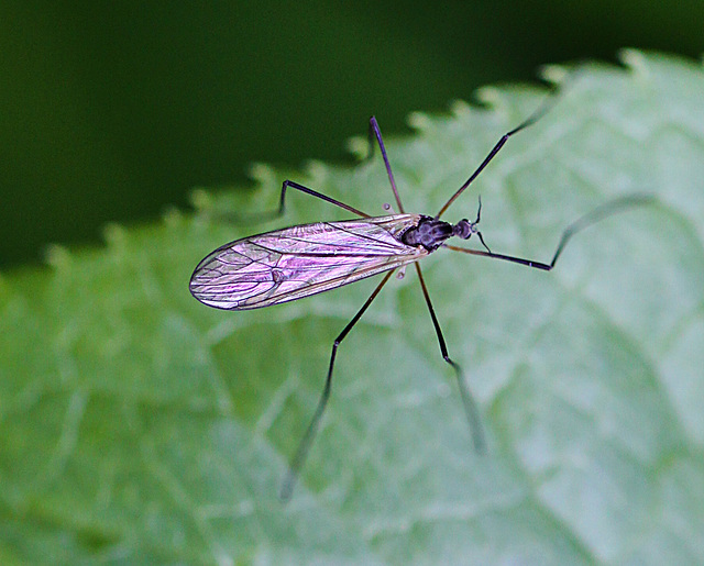 20100514 3337Mw [D~LIP] Fliege 9, Bad Salzuflen