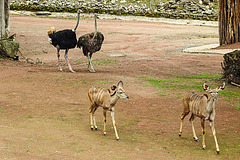 20210709 1432CPw [D~OS] Großer Kudu, Strauß, Zoo Osnabrück