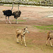 20210709 1432CPw [D~OS] Großer Kudu, Strauß, Zoo Osnabrück
