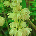 20210524 0264CPw [D~LIP] Gefiederte Pimpernuss (Staphylea pinnata), UWZ,  Bad Salzuflen