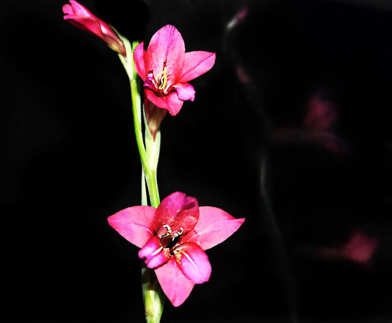Rouge et Noir.