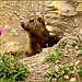 La marmotta curiosa  esce dalla tana...e trova il fotografo cacciatore