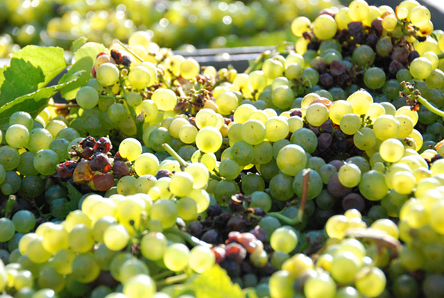 Vendanges en Champagne