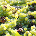 Vendanges en Champagne