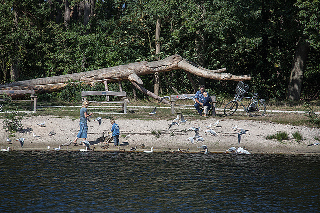 20140911 5210VRAw [NL] Möwen, Enten, Skulptur, Terschelling