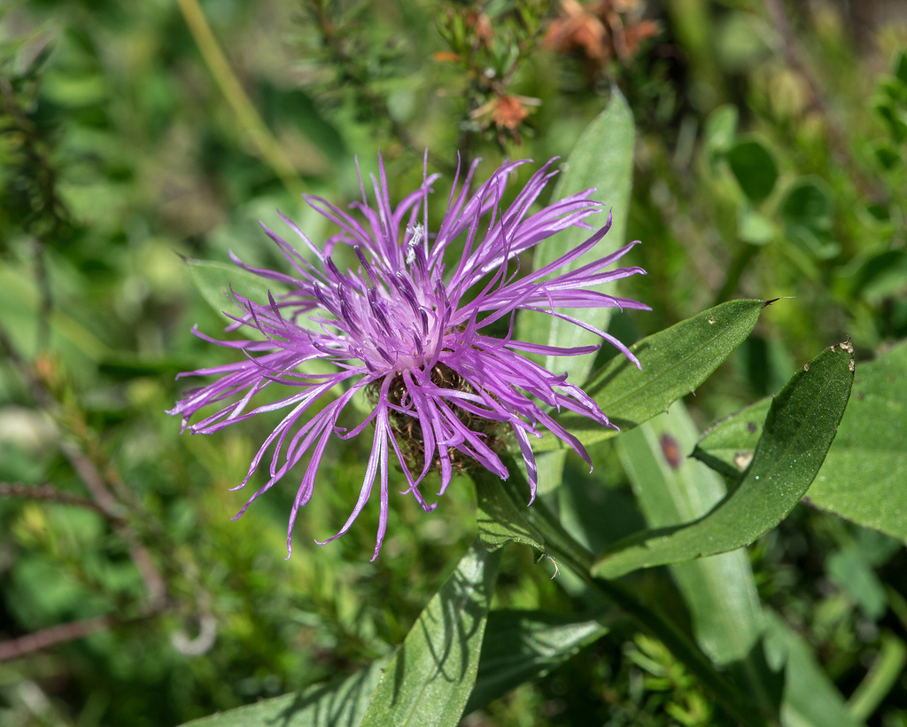 Centaurea spec., Flockenblume - 2015-06-12--D4 DSC2513