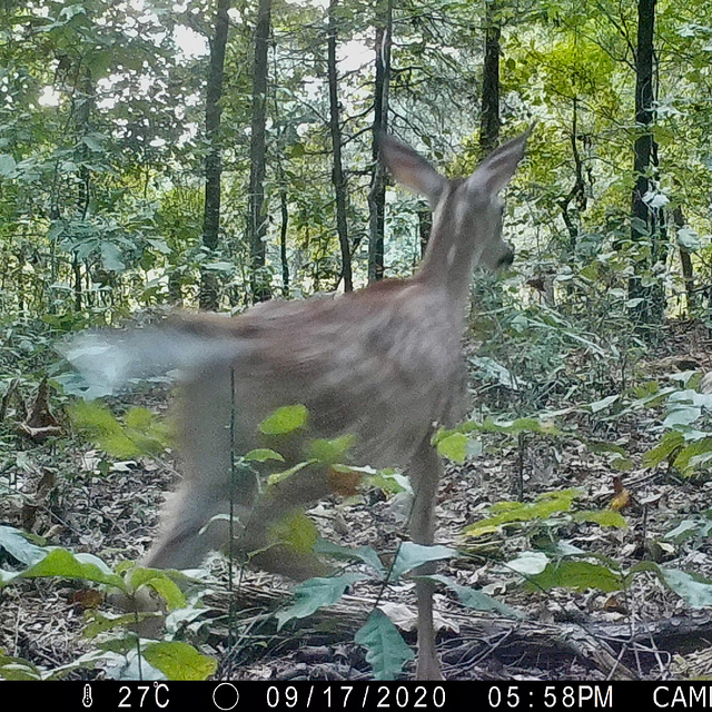 Eastern whitetail fawn