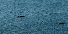 Morro Bay / morning otter close-ups (# 0533)