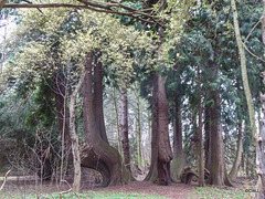 Giants