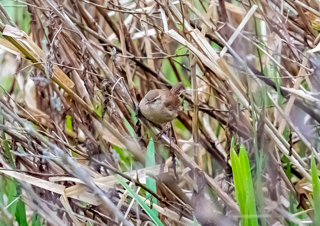 Wren