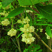 20210524 0265CPw [D~LIP] Gefiederte Pimpernuss (Staphylea pinnata), UWZ,  Bad Salzuflen