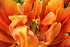 Tulpen  (PicinPic)