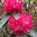 Red rhododendron