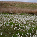 Bog Cotton
