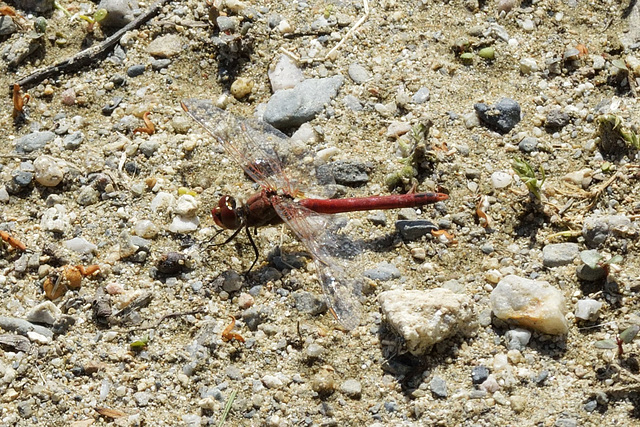 Red-Veined Darter m (Sympetrum fonscolombii) 03