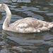 Juvenile Mute Swan - 27 January 2015
