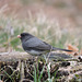 Dark-eyed Junco