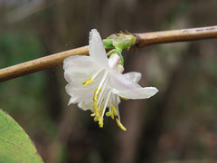 Lonicera fragrantissima