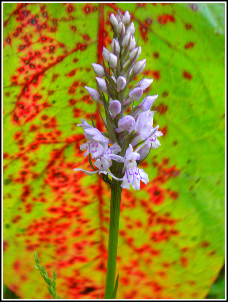 Dutch orchid