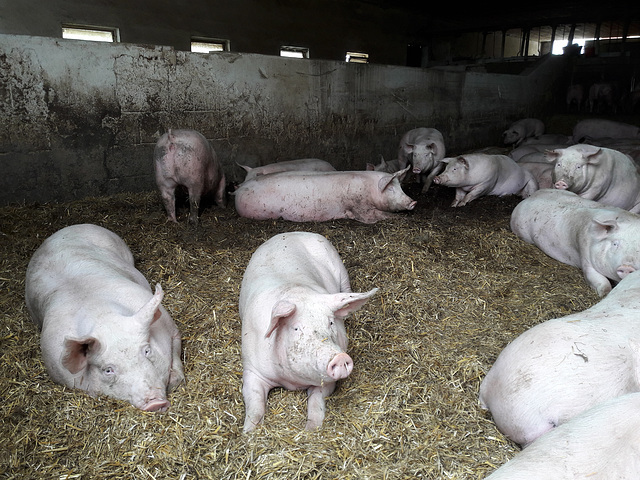 glückliche Schweine