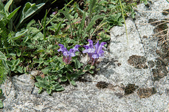 Scutellaria alpina, Alpen-Helmkraut