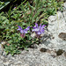 Scutellaria alpina, Alpen-Helmkraut