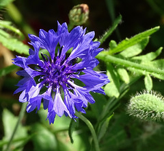 ...coquelicots et bleuets sont les premières fleurs qui ont poussé sur les tranchées...