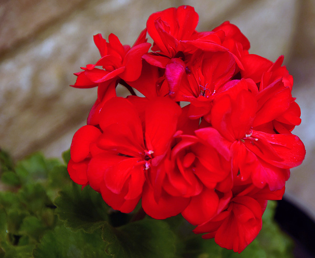 Geranium.