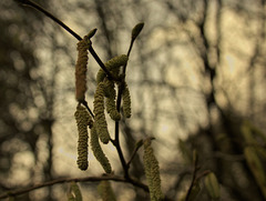 Catkins 3