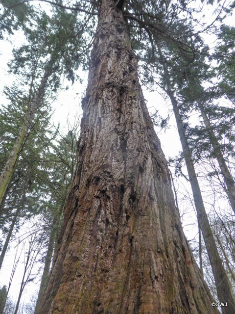 Giant