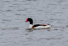 Shelduck