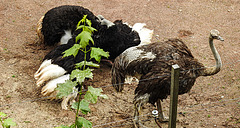 20210709 1434CPw [D~OS] Strauß (Struthio camelus), Spitz-Ahorn (Acer platanoides), Zoo Osnabrück