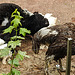 20210709 1434CPw [D~OS] Strauß (Struthio camelus), Spitz-Ahorn (Acer platanoides), Zoo Osnabrück