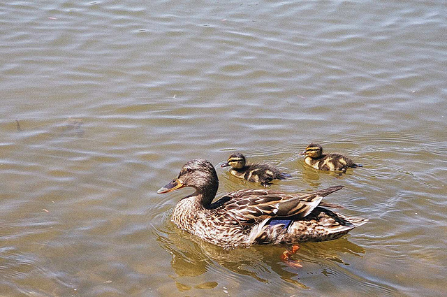 staying close to mom