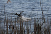 Haubentaucher auf dem Tegeler See