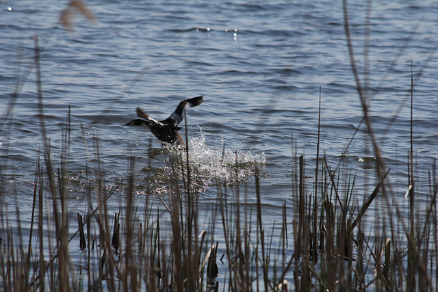 Haubentaucher auf dem Tegeler See