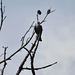 Mississippi kite