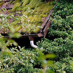 Im grünen Schwarzwald