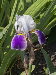 Bearded Iris (Iris Germanica)