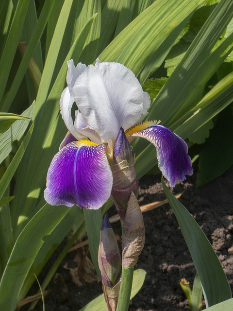 Bearded Iris (Iris Germanica)