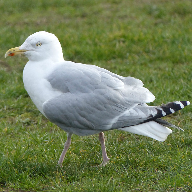 Herring Gull (1) - 27 January 2015