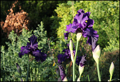 Iris Dusky Challenger  (2)