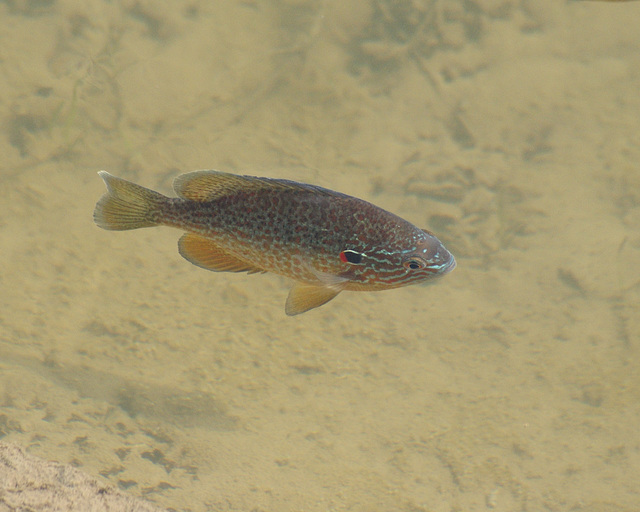 lepomis gibbosus