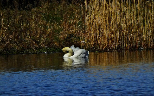 Swan Lake.....and Reeds