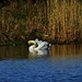 Swan Lake.....and Reeds