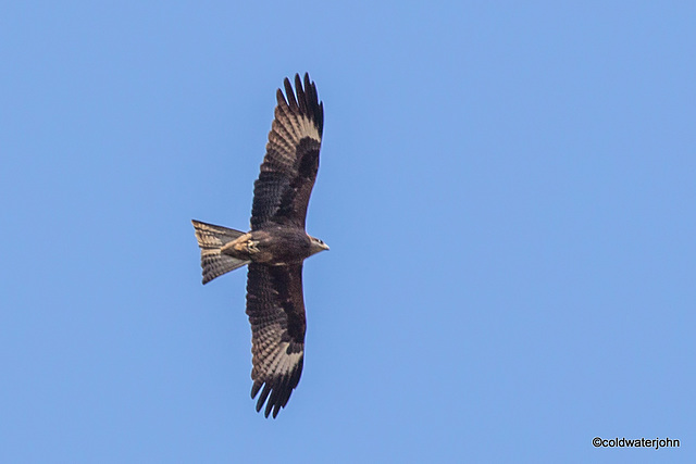 Indian Black Kite at Humayun's Tomb - World Heritage Site, India