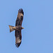 Indian Black Kite at Humayun's Tomb - World Heritage Site, India