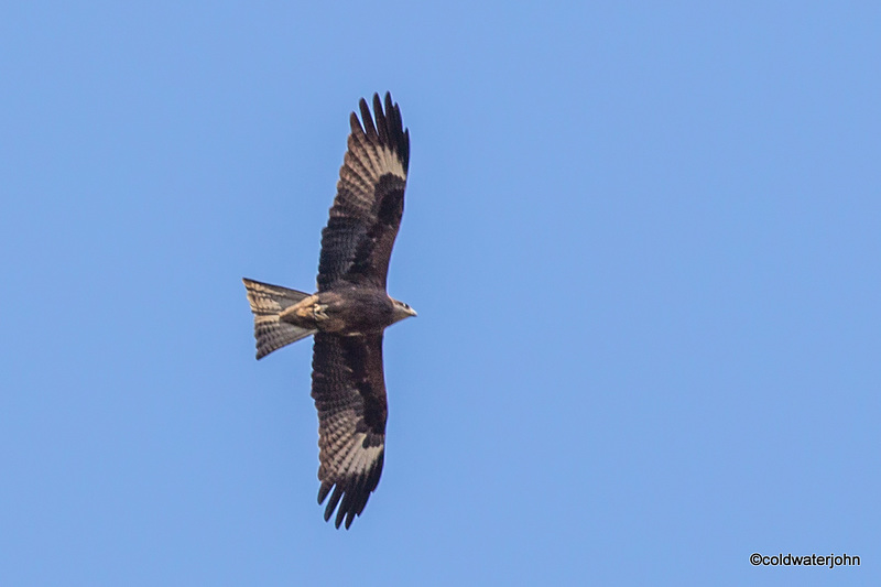 Indian Black Kite at Humayun's Tomb - World Heritage Site, India