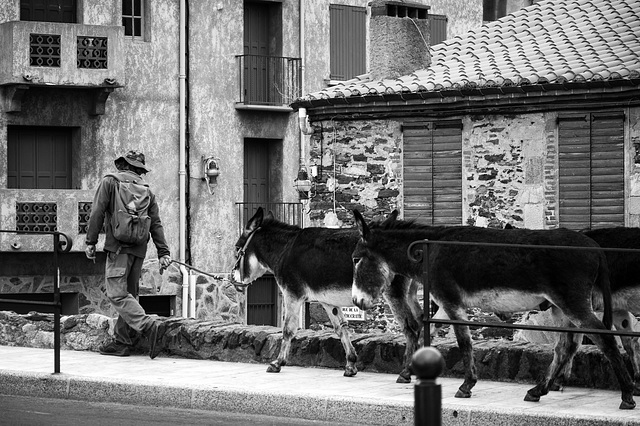 Collioure